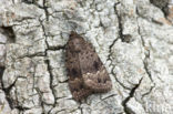 Copper Underwing (Amphipyra pyramidea)