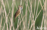 Grote Karekiet (Acrocephalus arundinaceus)