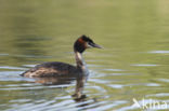 Great Crested Grebe (Podiceps cristatus)