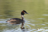 Great Crested Grebe (Podiceps cristatus)