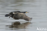 Cormorant (Nannopterum harrisi)