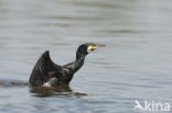 Cormorant (Nannopterum harrisi)