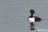 Tufted Duck (Aythya fuligula)