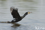 Cormorant (Nannopterum harrisi)