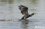 Cormorant (Nannopterum harrisi)