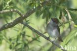 Zwartkop (Sylvia atricapilla)