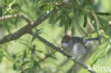 Zwartkop (Sylvia atricapilla)