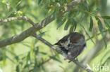 Zwartkop (Sylvia atricapilla)