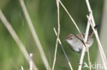 Cetti s Zanger (Cettia cetti)