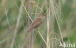 Eurasian Reed-Warbler (Acrocephalus scirpaceus)