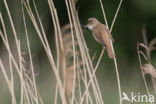 Grote Karekiet (Acrocephalus arundinaceus)