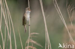 Grote Karekiet (Acrocephalus arundinaceus)