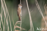 Grote Karekiet (Acrocephalus arundinaceus)