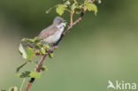 Lesser Whitethroat (Sylvia curruca)