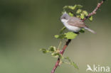 Lesser Whitethroat (Sylvia curruca)