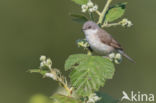 Lesser Whitethroat (Sylvia curruca)