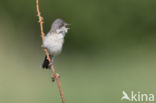 Lesser Whitethroat (Sylvia curruca)