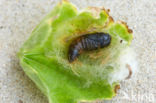 browntail moth (Euproctis chrysorrhoea)