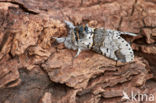 Sallow Kitten (Furcula furcula)