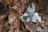 Sallow Kitten (Furcula furcula)