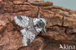 Sallow Kitten (Furcula furcula)