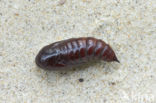 Copper Underwing (Amphipyra pyramidea)