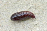 Copper Underwing (Amphipyra pyramidea)