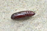 Copper Underwing (Amphipyra pyramidea)