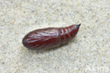 Copper Underwing (Amphipyra pyramidea)