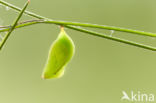 Bont zandoogje (Pararge aegeria)