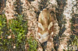 Broad-bordered Yellow Underwing (Noctua fimbriata)