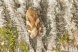 Breedbandhuismoeder (Noctua fimbriata)