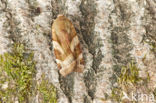 Broad-bordered Yellow Underwing (Noctua fimbriata)