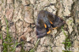 Lesser Broad-bordered Yellow Underwing (Noctua janthe)