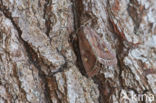 Groente-uil (Lacanobia oleracea)