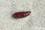 Lesser Broad-bordered Yellow Underwing (Noctua janthe)