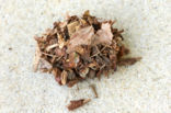 Scalloped Oak (Crocallis elinguaria)