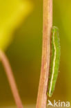 Oranjetipje (Anthocharis cardamines)