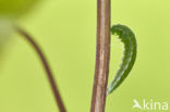 Orange-tip (Anthocharis cardamines)