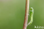 Orange-tip (Anthocharis cardamines)