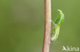 Orange-tip (Anthocharis cardamines)