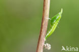 Orange-tip (Anthocharis cardamines)