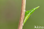 Oranjetipje (Anthocharis cardamines)