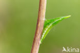 Orange-tip (Anthocharis cardamines)