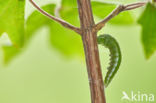 Orange-tip (Anthocharis cardamines)