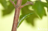 Oranjetipje (Anthocharis cardamines)