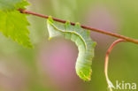 Copper Underwing (Amphipyra pyramidea)