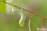 Piramidevlinder (Amphipyra pyramidea)