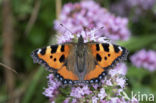 Kleine vos (Aglais urticae)