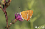 Brown Hairstreak (Thecla betulae)